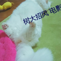树大招风 电影