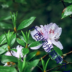 广西柳州莫菁个人资料(广西柳州莫菁)