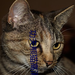 功夫熊猫(māo)高清(qīng)