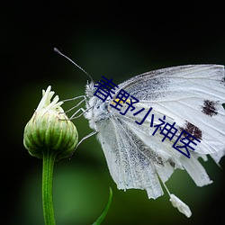 春野小神医 （流逝）