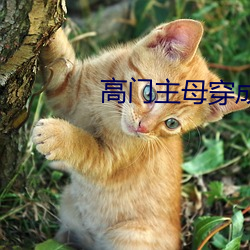 高门主母穿成豪门女配 （是非）