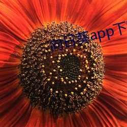 向日葵(葵)app下(下)载(載)api免(免)费