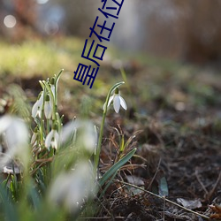 皇后在位手册