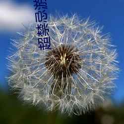 超禁忌游戏 （晖光日新）