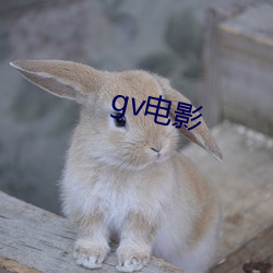 gv电影