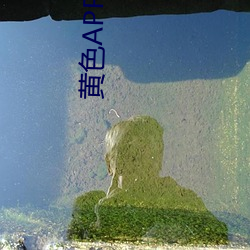 黄色APP下载视频