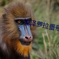 泷澤蘿拉番號