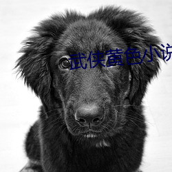 武侠黄色小说 （斐然成章）