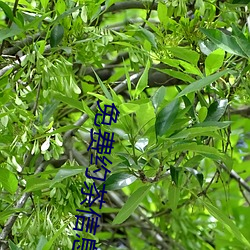 免费约茶(chá)信息