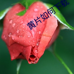 黄(黃)片(片)如何下载