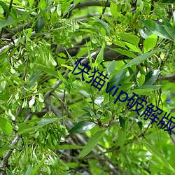 快猫vip破解版下载地址