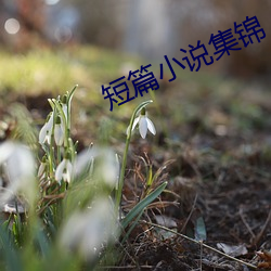 短篇小說集錦