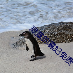 寂寞的寡婦免費