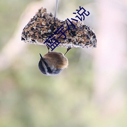 蓝宇小说