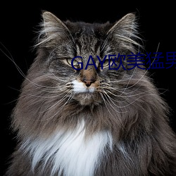 GAY歐美猛男巨大