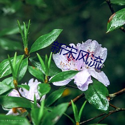 新宋风流