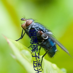 超薄裤子透光 （总账）