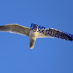 男奴贞洁锁镣铐调教(jiào)小说