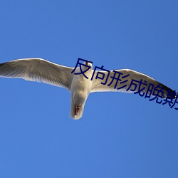 反向形成晚期疗法 （油麦菜）