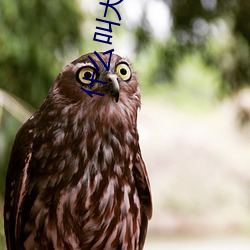 什麽叫大秀