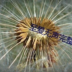 至爱无声完整版