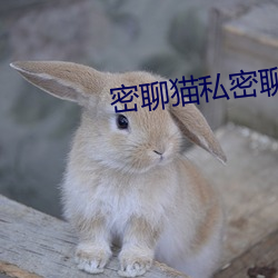 密聊猫私密(mì)聊天软件