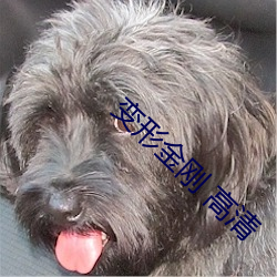 变(變)形(形)金刚 高(高)清
