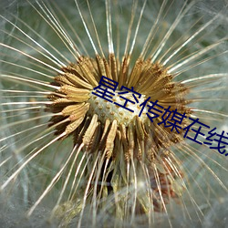 星空传媒在线观看XK8011 （鼠屎汙羹）