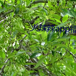 火辣辣app福引