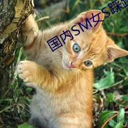 国内(內)SM女S踩(踩)踏女M视频