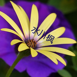 水(水)川枫