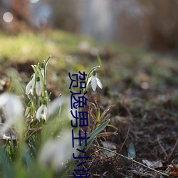 贺逸男主小说