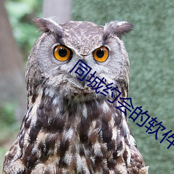 同城约会的软件