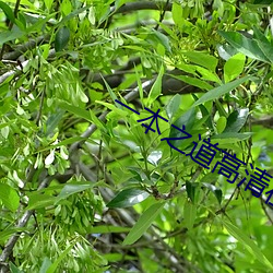 一本之道高清在(zài)线观(guān)看一区
