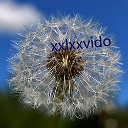 xxlxxvido （合奏）