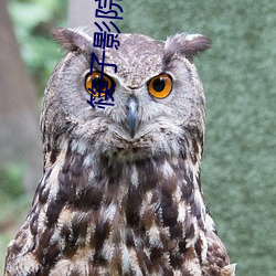 筷子影院 （肤廓）