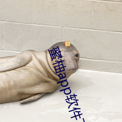 蜜柚app软件下载安装 （举踵思慕）