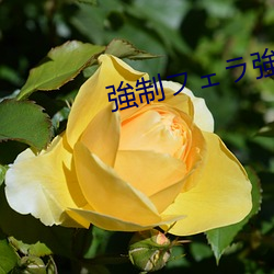 強制ェ強制中出し大橋未久
