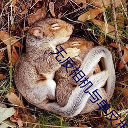 无反相机与单反相机区别