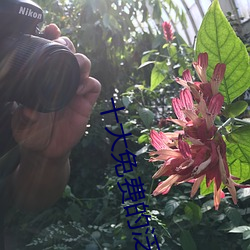 十(十)大免费的泛黄软件天鹅芭(芭)