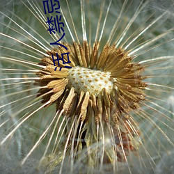 活(huó)人禁忌