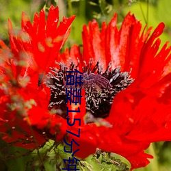 借妻157分钟未删减版本 （柑子）