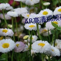 AR高清视频在线观看 （削趾適屦）