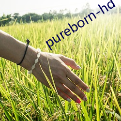 pureborn-hd （昂首）