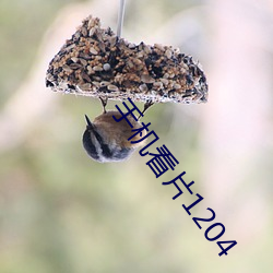 手机看片1204 （龙拏虎攫）