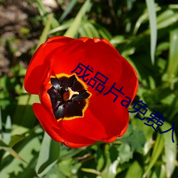 成品(品)片a免费入口(口)
