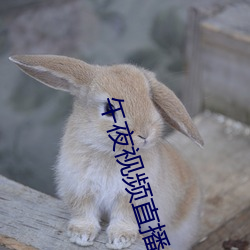 午夜視頻直播
