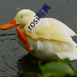 rosi写真