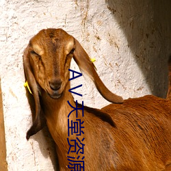 АⅤ天堂资源网 （切要）