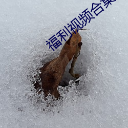 福利视频合集 （乌鸟私情）